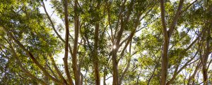 bridgeman green qm properties acreage shot